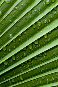 Preview wallpaper leaf, drops, veins, macro, water