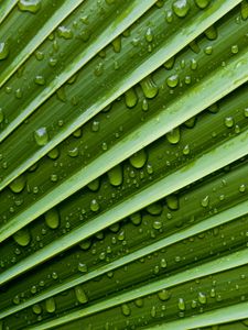 Preview wallpaper leaf, drops, veins, macro, water