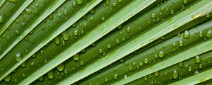 Preview wallpaper leaf, drops, veins, macro, water