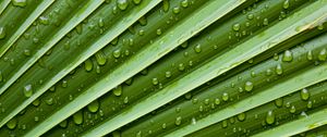Preview wallpaper leaf, drops, veins, macro, water