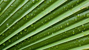 Preview wallpaper leaf, drops, veins, macro, water