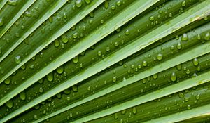 Preview wallpaper leaf, drops, veins, macro, water