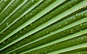 Preview wallpaper leaf, drops, veins, macro, water