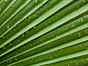 Preview wallpaper leaf, drops, veins, macro, water