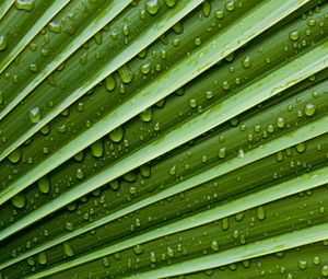 Preview wallpaper leaf, drops, veins, macro, water