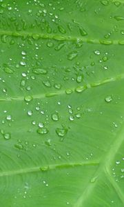 Preview wallpaper leaf, drops, veins, macro, dew