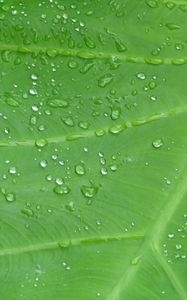 Preview wallpaper leaf, drops, veins, macro, dew