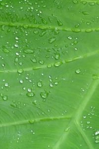 Preview wallpaper leaf, drops, veins, macro, dew