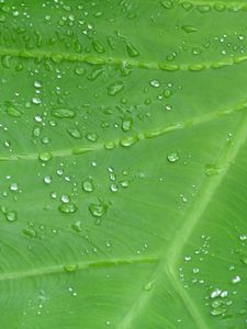 Preview wallpaper leaf, drops, veins, macro, dew