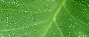 Preview wallpaper leaf, drops, veins, macro, dew