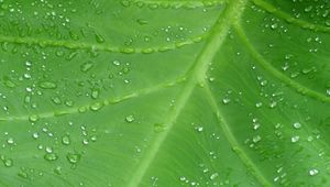 Preview wallpaper leaf, drops, veins, macro, dew