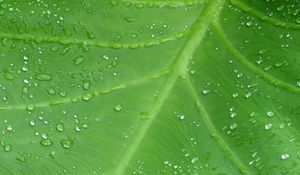 Preview wallpaper leaf, drops, veins, macro, dew