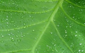 Preview wallpaper leaf, drops, veins, macro, dew