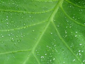 Preview wallpaper leaf, drops, veins, macro, dew