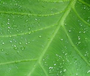 Preview wallpaper leaf, drops, veins, macro, dew