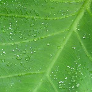 Preview wallpaper leaf, drops, veins, macro, dew