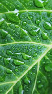 Preview wallpaper leaf, drops, veins, macro, green