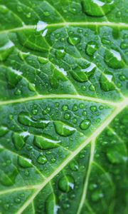 Preview wallpaper leaf, drops, veins, macro, green