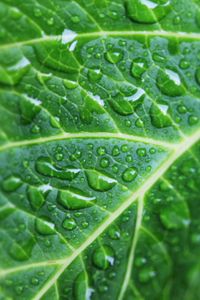 Preview wallpaper leaf, drops, veins, macro, green