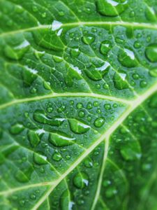 Preview wallpaper leaf, drops, veins, macro, green