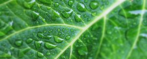 Preview wallpaper leaf, drops, veins, macro, green