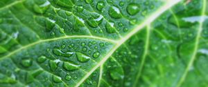 Preview wallpaper leaf, drops, veins, macro, green