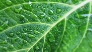 Preview wallpaper leaf, drops, veins, macro, green