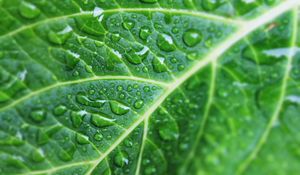 Preview wallpaper leaf, drops, veins, macro, green