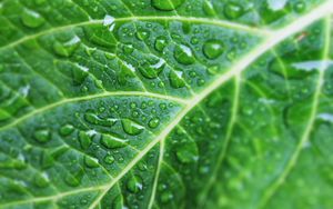 Preview wallpaper leaf, drops, veins, macro, green