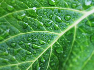 Preview wallpaper leaf, drops, veins, macro, green
