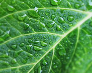 Preview wallpaper leaf, drops, veins, macro, green