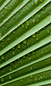 Preview wallpaper leaf, drops, water, moisture, plant, macro