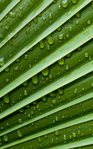 Preview wallpaper leaf, drops, water, moisture, plant, macro