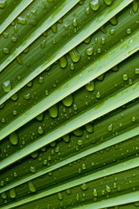 Preview wallpaper leaf, drops, water, moisture, plant, macro