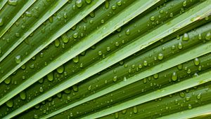 Preview wallpaper leaf, drops, water, moisture, plant, macro