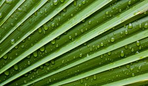 Preview wallpaper leaf, drops, water, moisture, plant, macro