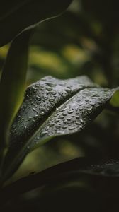 Preview wallpaper leaf, drops, water, plant
