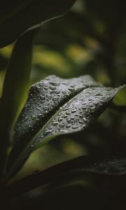 Preview wallpaper leaf, drops, water, plant