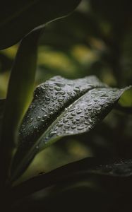 Preview wallpaper leaf, drops, water, plant