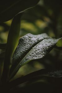 Preview wallpaper leaf, drops, water, plant