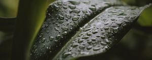 Preview wallpaper leaf, drops, water, plant