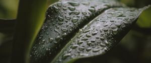 Preview wallpaper leaf, drops, water, plant