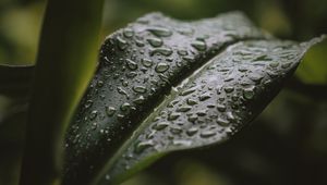 Preview wallpaper leaf, drops, water, plant