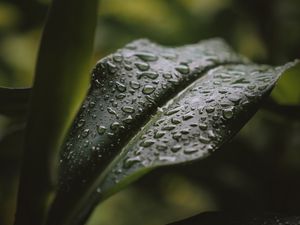Preview wallpaper leaf, drops, water, plant
