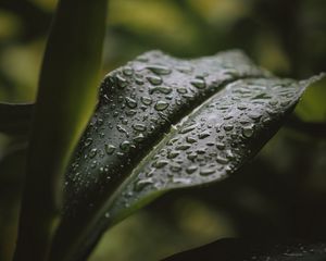 Preview wallpaper leaf, drops, water, plant
