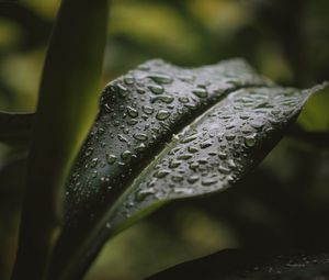 Preview wallpaper leaf, drops, water, plant
