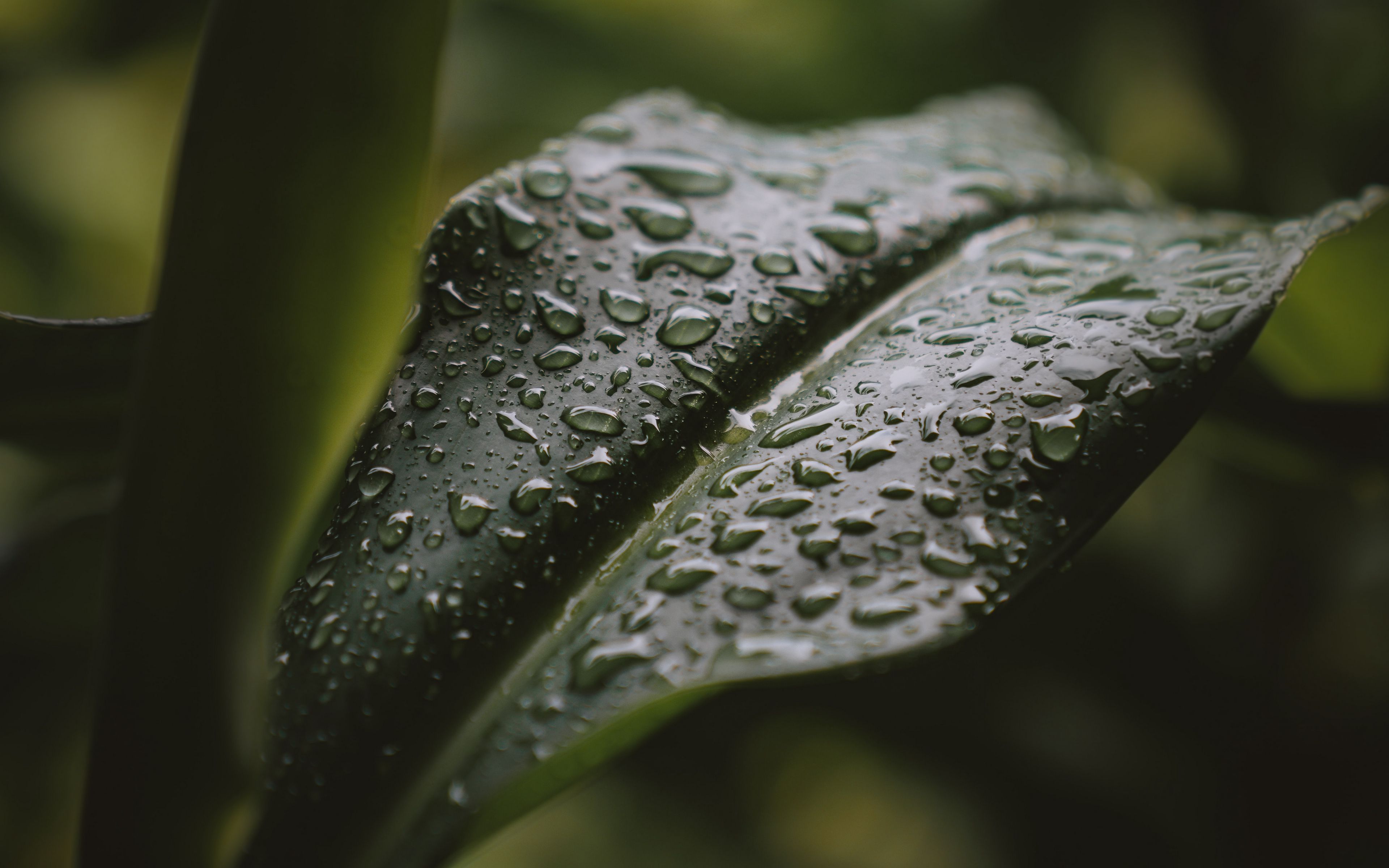 Download wallpaper 3840x2400 leaf, drops, water, plant 4k ultra hd 16: