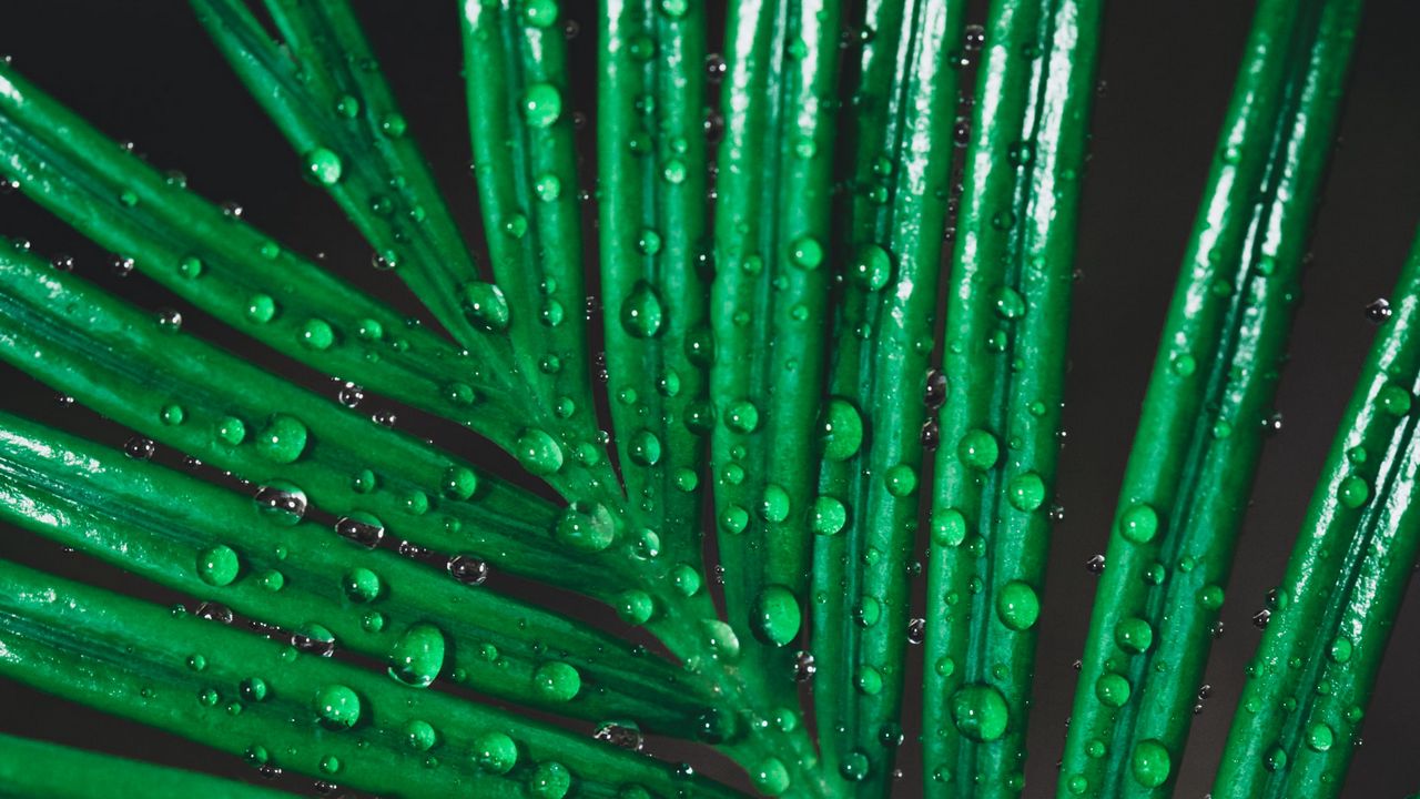 Wallpaper leaf, drops, water, macro