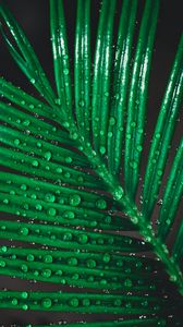 Preview wallpaper leaf, drops, water, macro
