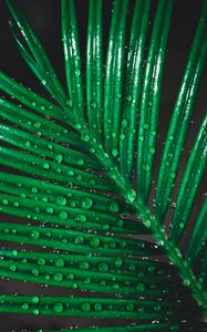 Preview wallpaper leaf, drops, water, macro